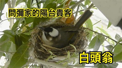 鳥來家築巢|【鳥築巢吉兆】迎祥納瑞：野鳥築巢，居家風水好兆頭！